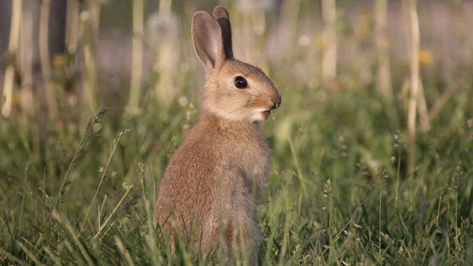 Hase steht auf einer Wiese, Nahaufnahme